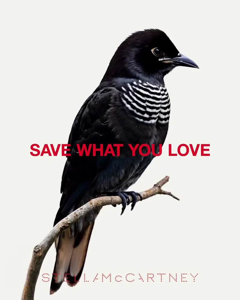 Black bird with a striped throat perched on a branch, Save What You Love